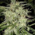 NIRVANA - Lemon OG Haze Auto