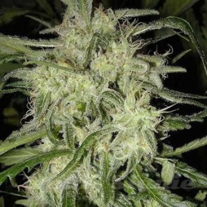 NIRVANA - Lemon OG Haze Auto