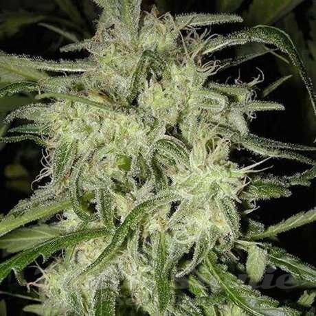 NIRVANA - Lemon OG Haze Auto
