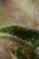 DINAFEM - Dinamed CBD Plus