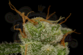 DINAFEM - Cheese Autoflowering