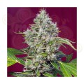 SWEET SEEDS - San Fernando Lemon Kush