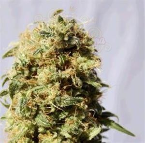 Biological Seeds - AK-47