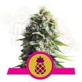 ROYAL QUEEN SEEDS - Pineapple Kush
