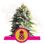 ROYAL QUEEN SEEDS - Pineapple Kush