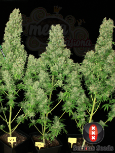 SERIOUS SEEDS - White Russian