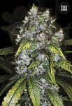 BULK SEED BANK - Good Wild Shark