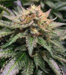 Amnesia Lemon