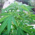 BARNEY'S FARM - Shiskaberry