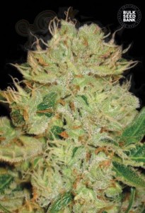 BULK SEED BANK - Auto Bigger Bud