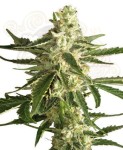 WHITE LABEL - White Diesel Haze Auto