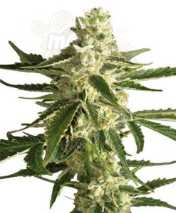 WHITE LABEL - White Diesel Haze Auto