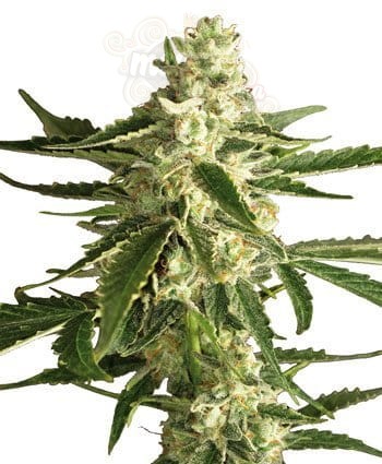 WHITE LABEL - White Diesel Haze Auto