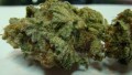 DUTCH PASSION - Strawberry Cough®