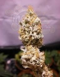 KC BRAINS - White K.C.
