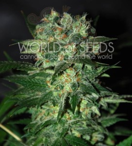 WORLD OF SEEDS - Stoned Inmaculate