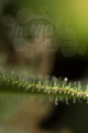 DINAFEM - Dinamed CBD Plus