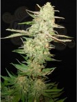 CBD Seeds - One To One