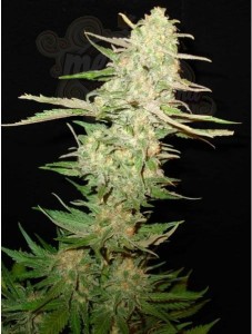 CBD Seeds - One To One
