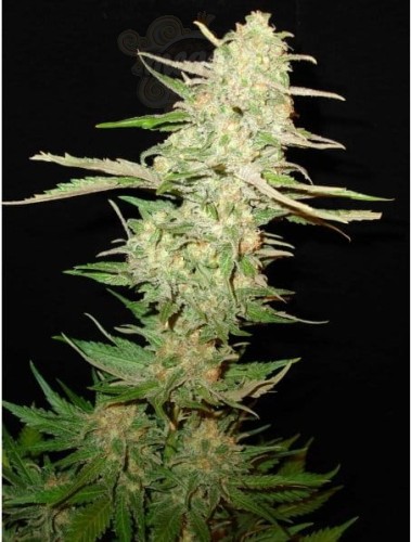 CBD Seeds - One To One