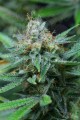 DINAFEM - Amnesia Kush
