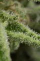 DINAFEM - Amnesia CBD