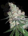 DNA GENETICS - Chocolope
