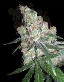 DNA GENETICS - Chocolope
