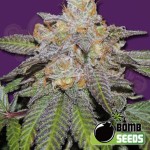BOMB SEEDS - Cherry Bomb Auto