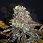 CBD Crew -  CBD Critical Mass