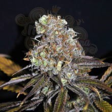 CBD Crew -  CBD Critical Mass