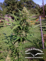 DUTCH PASSION - Passion #1® 