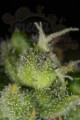DINAFEM - Cheese CBD