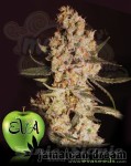 EVA SEEDS - Jamaican Dream