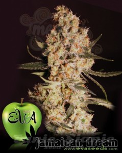 EVA SEEDS - Jamaican Dream