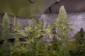 DINAFEM - Shark Shock CBD