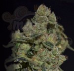 CBD Seeds - Diesel