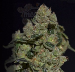 CBD Seeds - Diesel