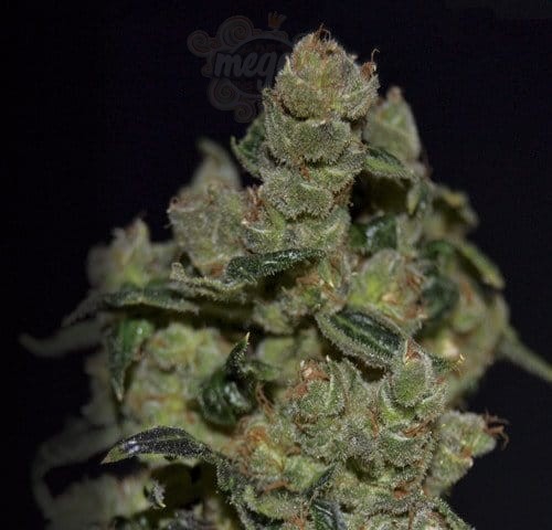 CBD Seeds - Diesel