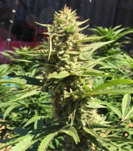 Pineapple Chunk 