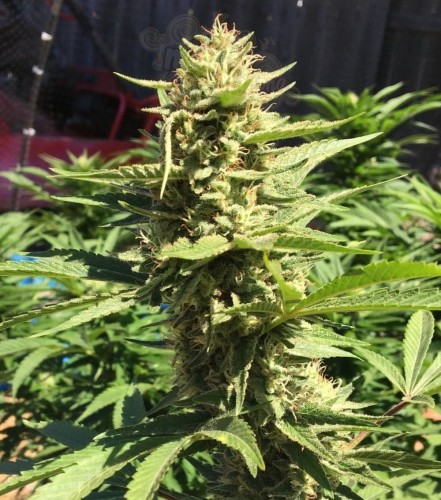 Pineapple Chunk 