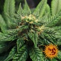 BARNEY’S FARM - LSD