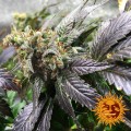 BARNEY’S FARM - Amnesia Lemon