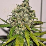 NIRVANA - AK-48 Auto
