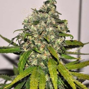 NIRVANA - AK-48 Auto