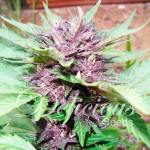 DELICIOUS SEEDS - Auto Dark Purple
