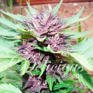 DELICIOUS SEEDS - Auto Dark Purple