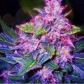 Blueberry Auto