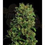 VIP SEEDS - Critical Vip