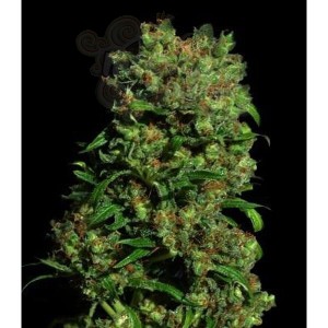 VIP SEEDS - Critical Vip